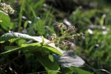 Trachystemon orientalis. Отцветшее соцветие и листья. Краснодарский край, Туапсинский р-н, долина ручья Красный Водопад, широколиственный лес. 25.04.2013.