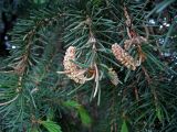 View full-size image Picea obovata