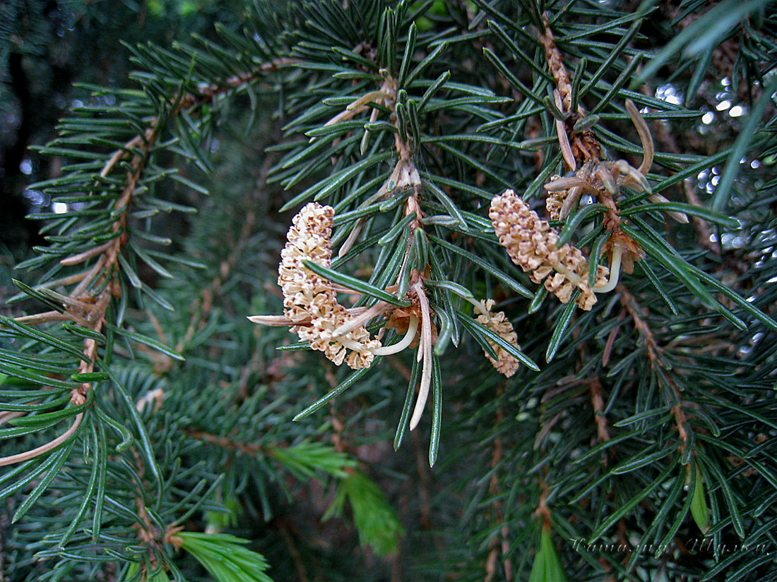 Изображение особи Picea obovata.