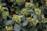 genus Pittosporum