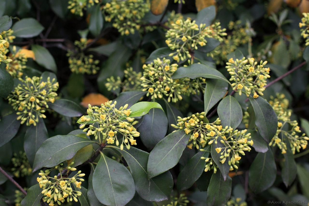 Image of genus Pittosporum specimen.