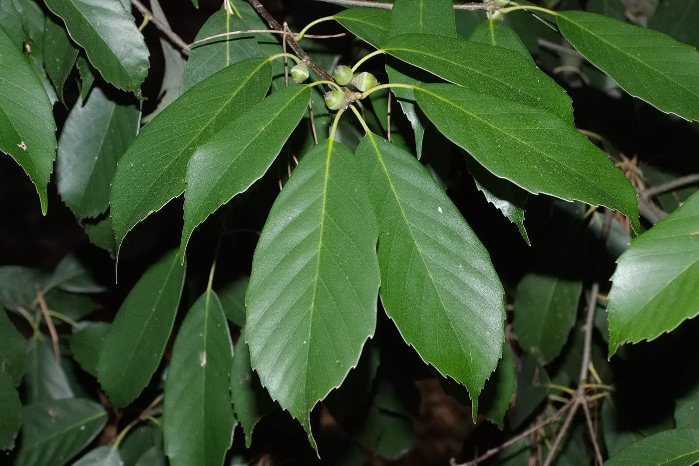 Image of genus Quercus specimen.