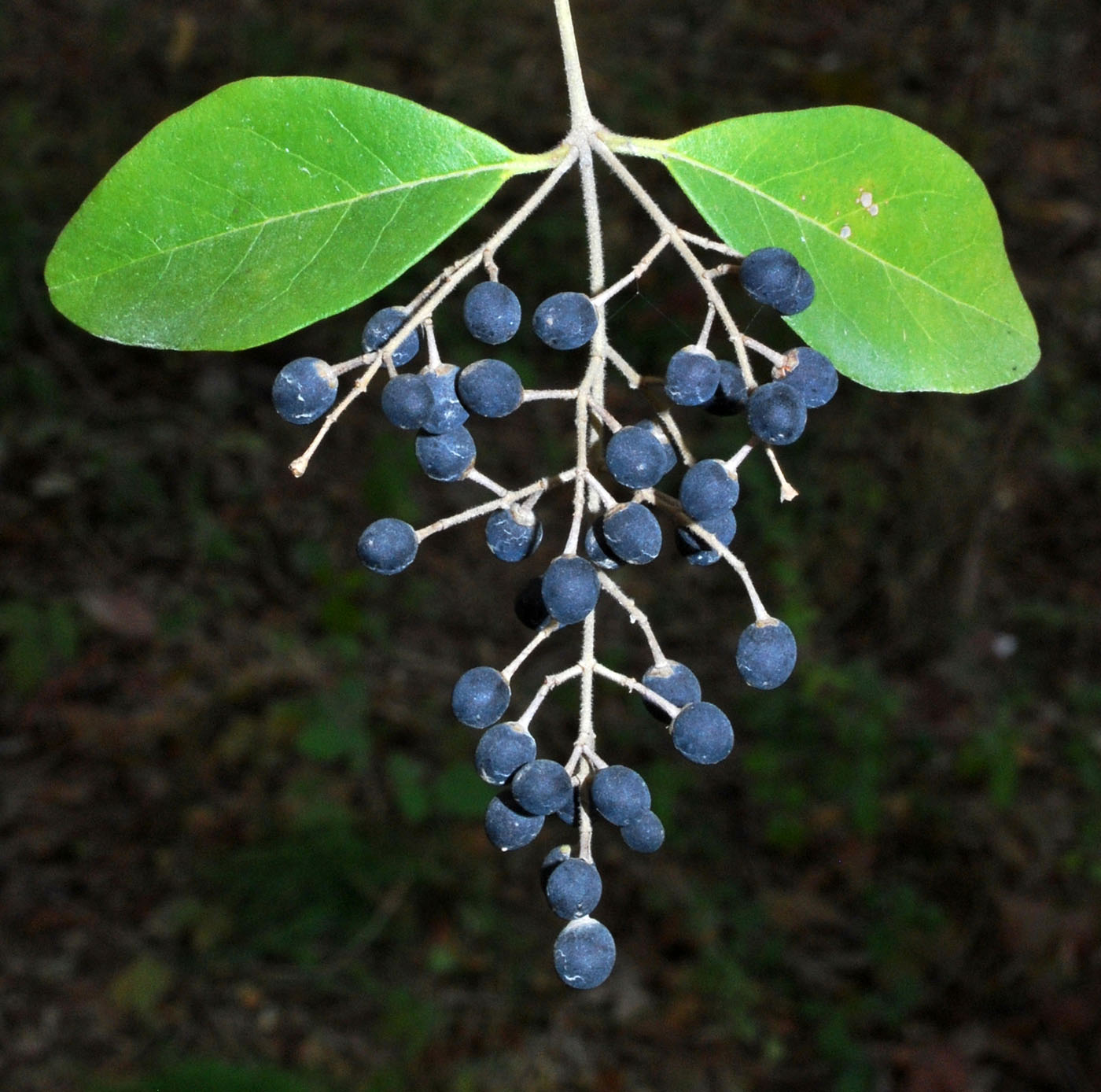 Image of Ligustrum sinense specimen.