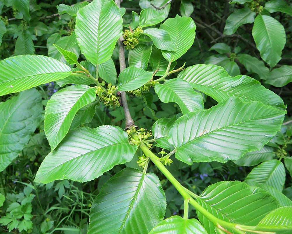 Image of Rhamnus imeretina specimen.