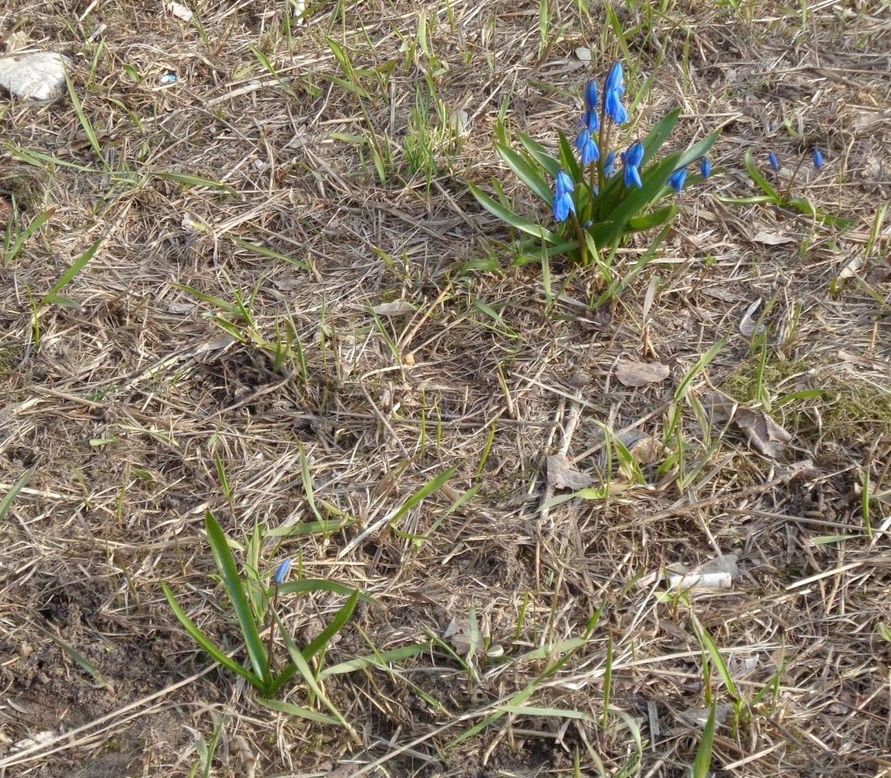 Изображение особи Scilla siberica.