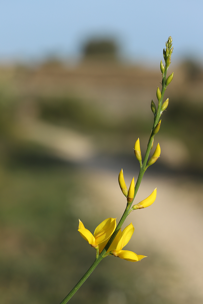 Image of Spartium junceum specimen.