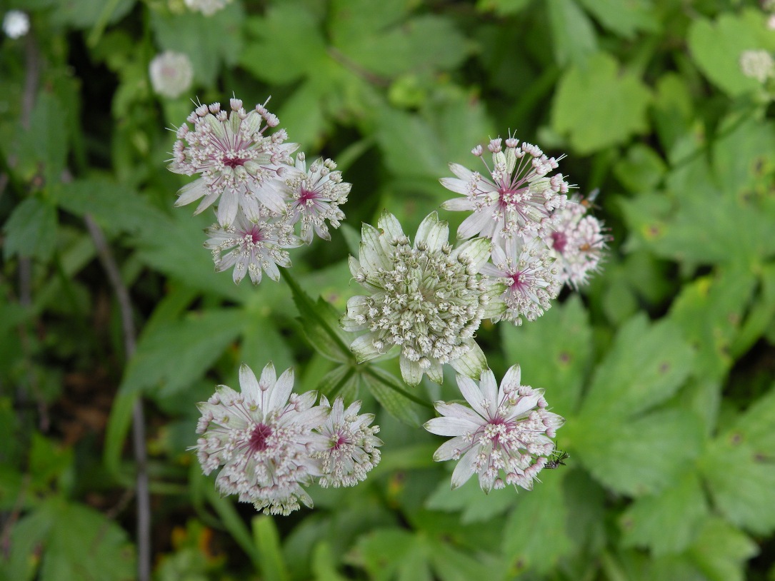 Image of Astrantia major specimen.