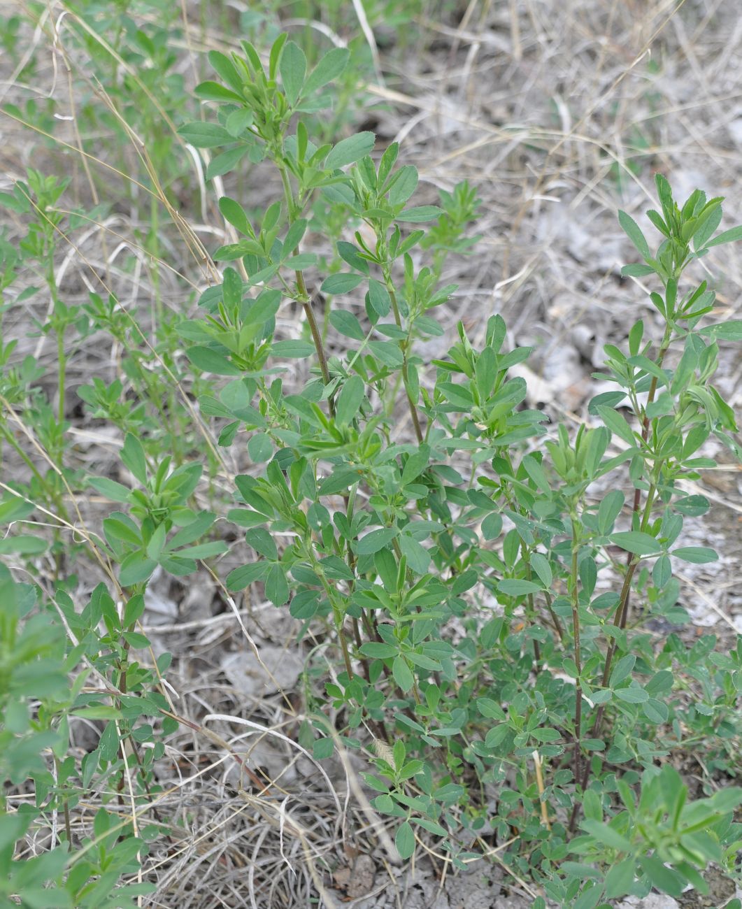 Изображение особи род Medicago.