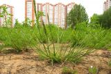 Poa pratensis