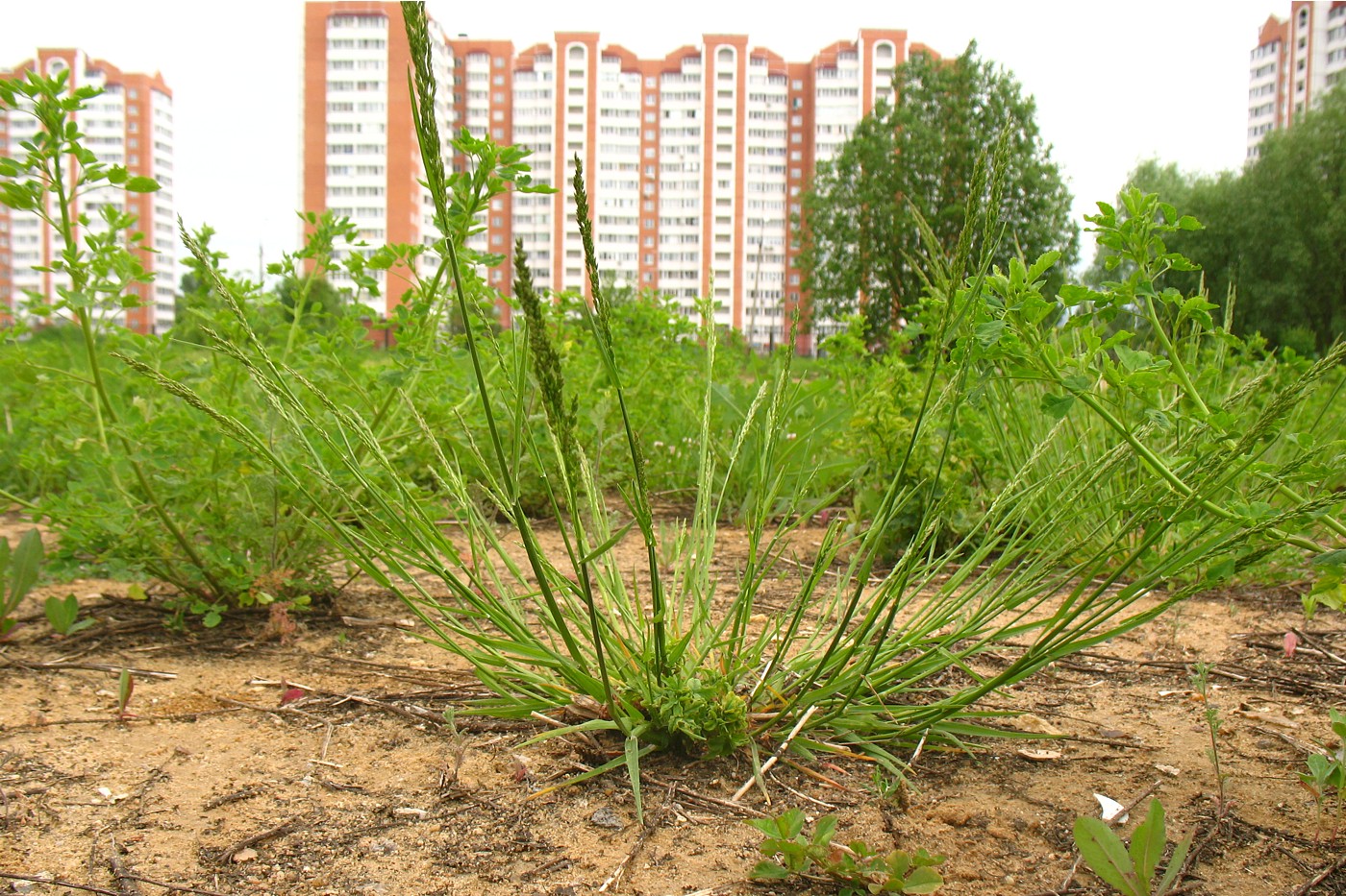 Изображение особи Poa pratensis.