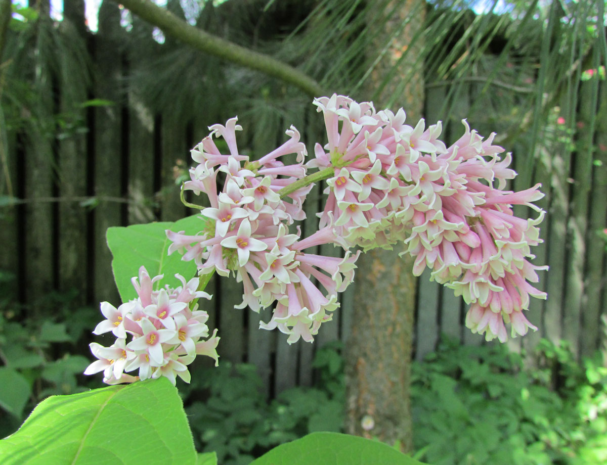 Изображение особи Syringa reflexa.