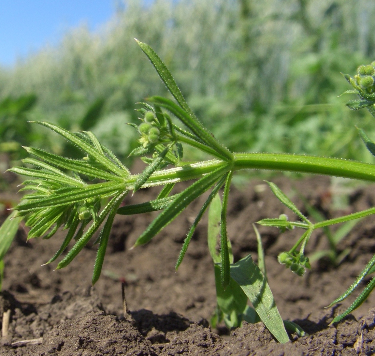 Изображение особи род Galium.