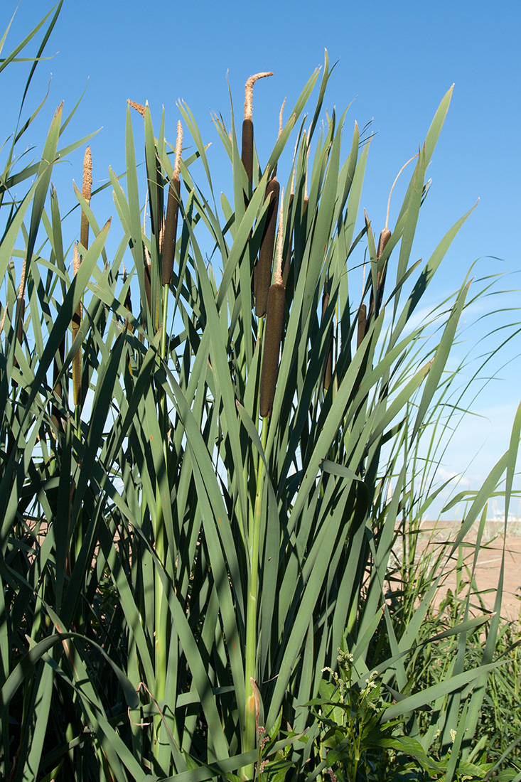 Изображение особи Typha latifolia.