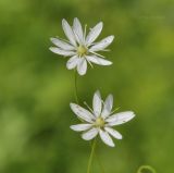 Stellaria discolor. Цветки. Приморский край, Шкотовский р-н, окр. с. Новонежино, сырой разнотравный луг. 12.06.2019.