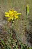 Scorzonera stricta