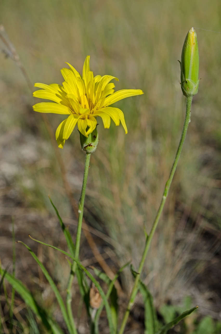 Image of Scorzonera stricta specimen.