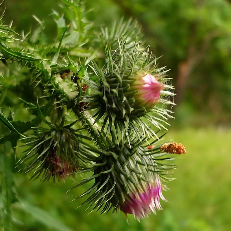 Изображение особи Carduus acanthoides.