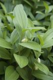 Polygonatum humile