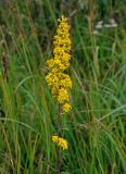 Solidago virgaurea. Верхушка побега с соцветием. Владимирская обл., Суздальский р-н, окр. с. Кидекша, залежь. 18.08.2019.