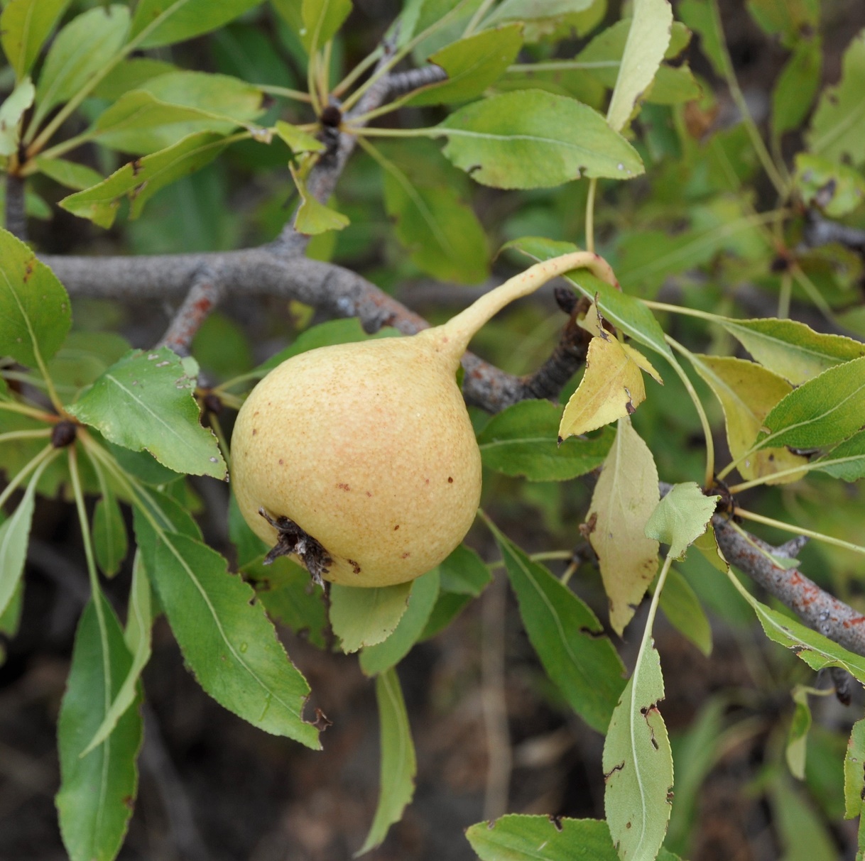 Image of Pyrus syriaca specimen.