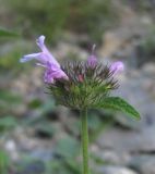 genus Clinopodium. Соцветие. Кабардино-Балкария, Эльбрусский р-н, окр. г. Тырныауз, ок. 1300 м н.у.м., каменистый склон. 05.07.2019.