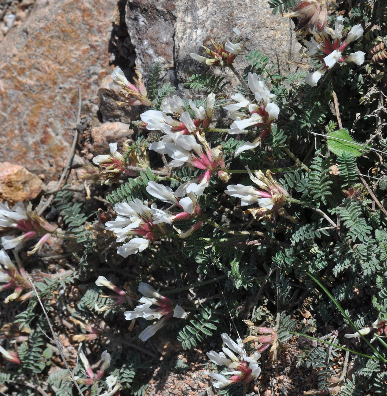 Изображение особи род Astragalus.