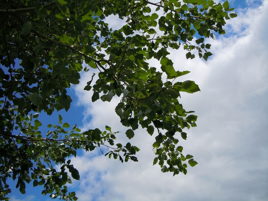 Image of Populus × canescens specimen.