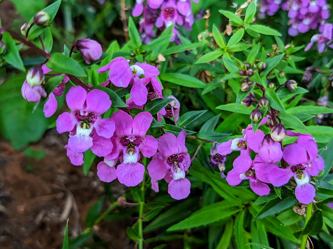 Image of Angelonia angustifolia specimen.