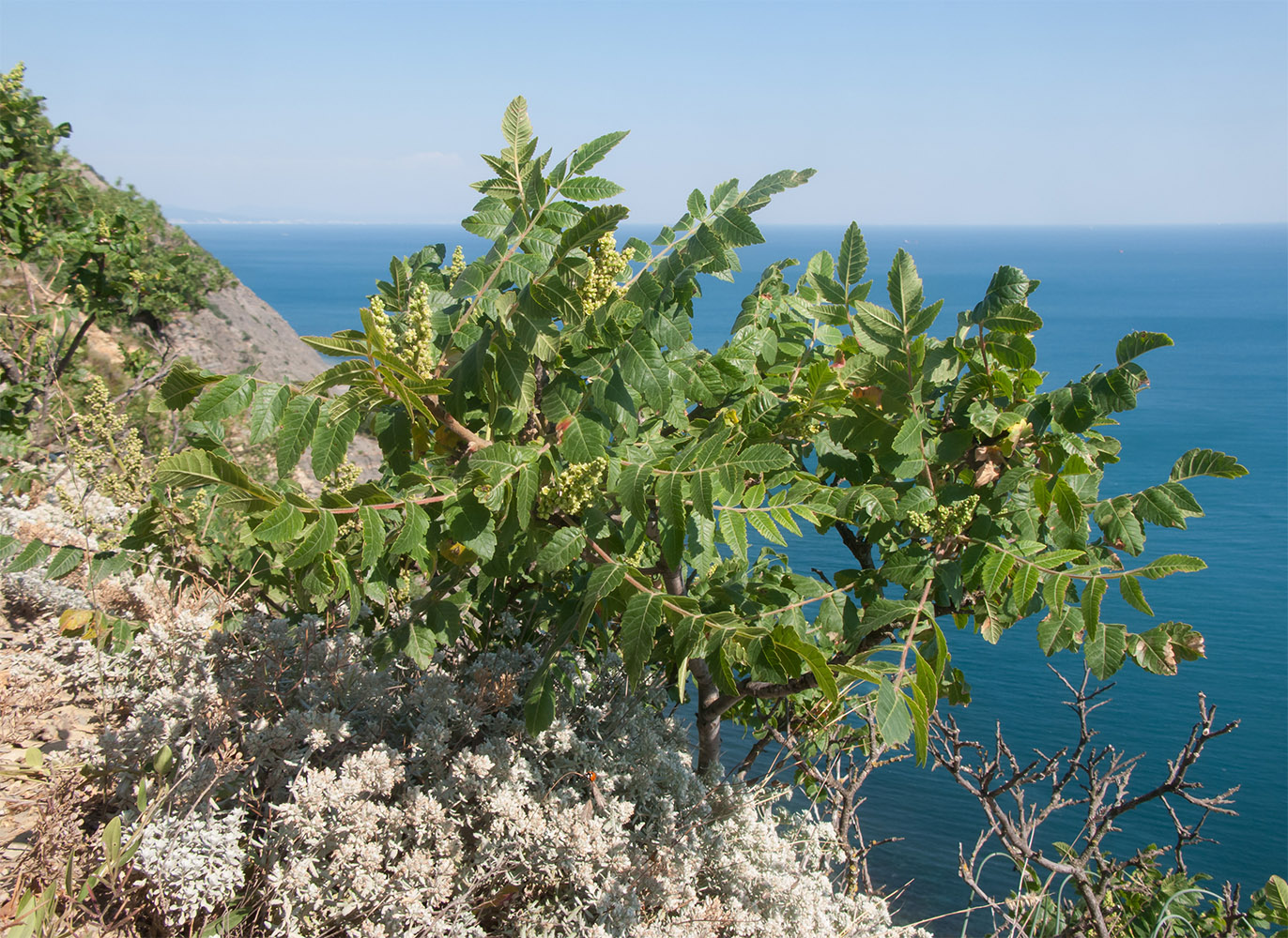 Изображение особи Rhus coriaria.