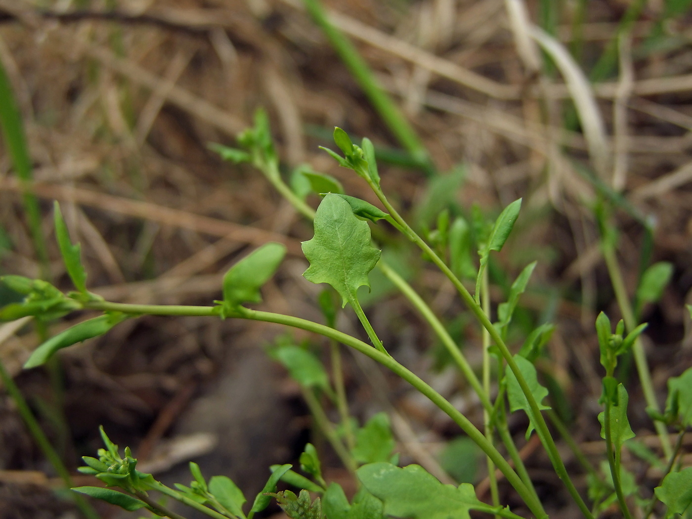 Изображение особи Arabidopsis gemmifera.