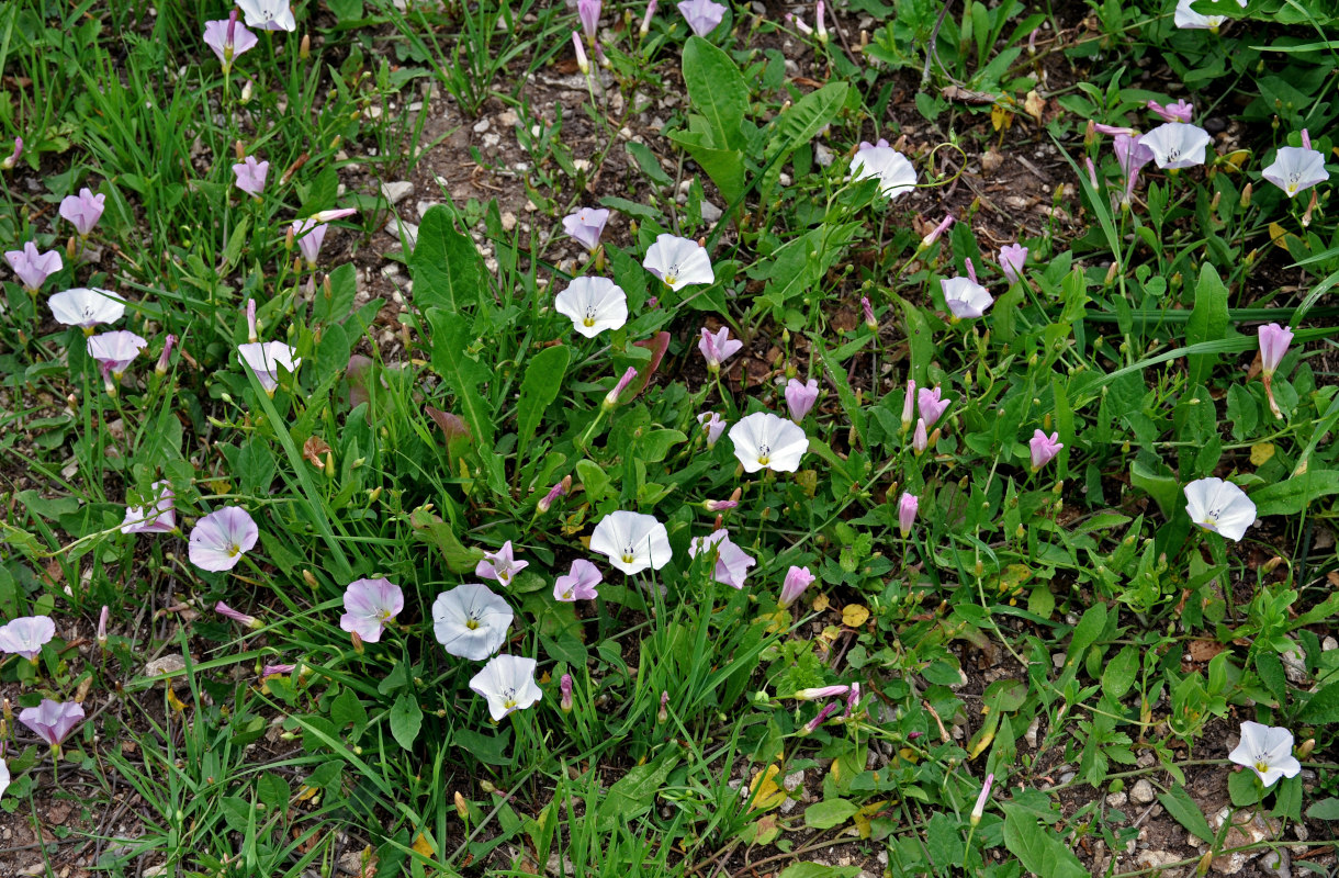 Image of Convolvulus arvensis specimen.