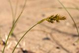 Carex arenaria
