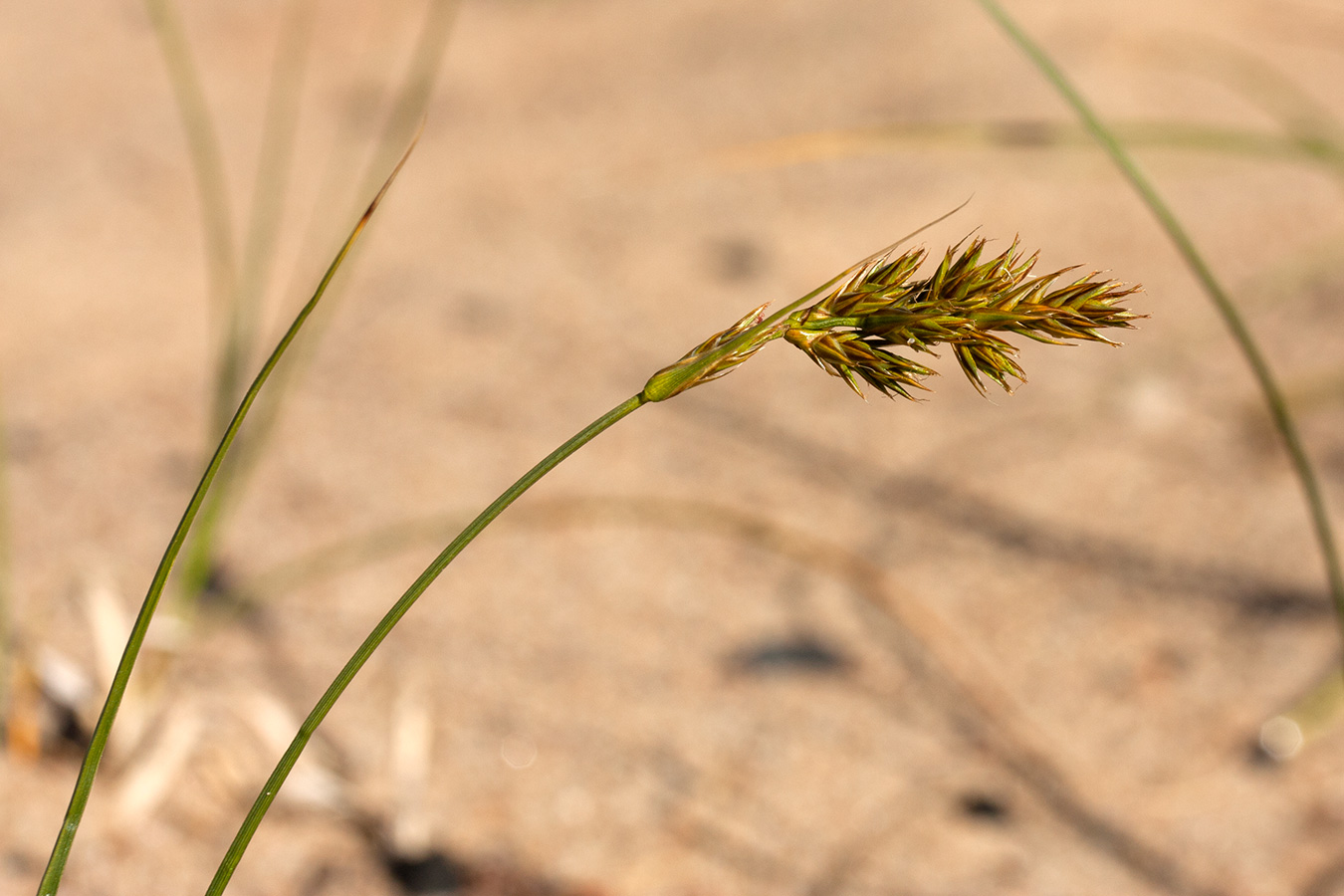 Изображение особи Carex arenaria.