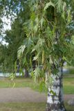 Betula pendula form dalecarlica. Ветви с соплодиями. Финляндия, г. Савонлинна, парк напротив крепости Олавинлинна, в культуре. 13.07.2019.