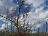 Hyalolaena trichophylla