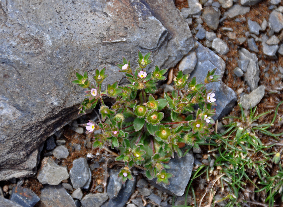 Image of Androsace maxima specimen.