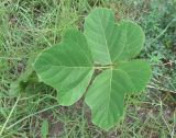 Pueraria lobata
