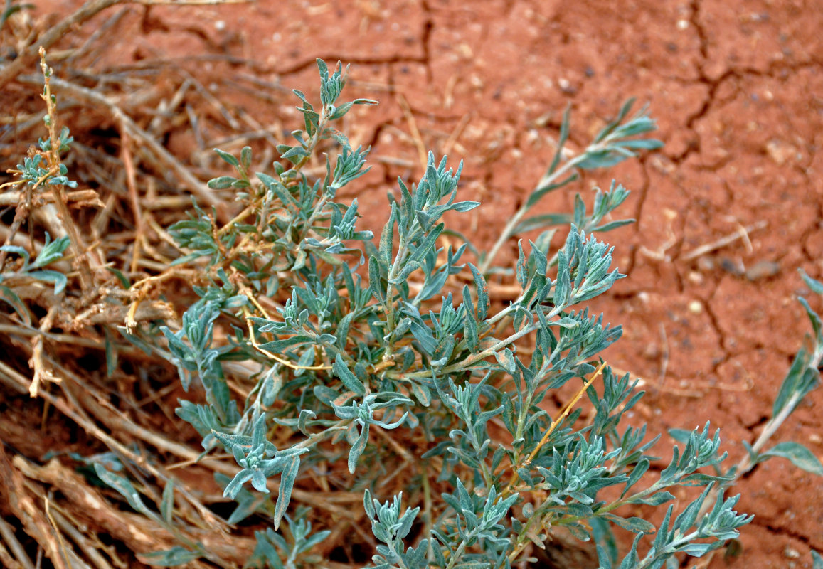 Image of Krascheninnikovia ceratoides specimen.