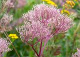 Valeriana salina