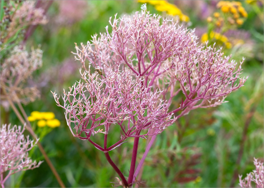 Image of Valeriana salina specimen.