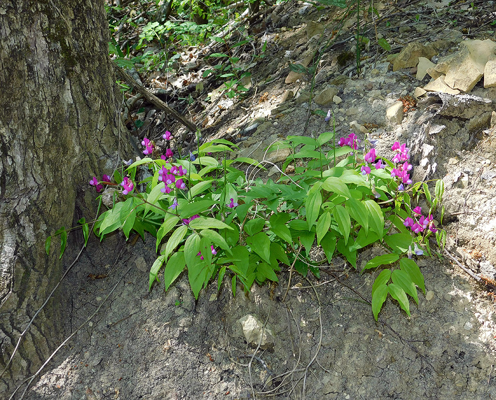 Изображение особи Lathyrus vernus.