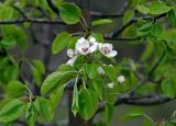 род Pyrus. Верхушка ветви с соцветием. Крым, окр. родника Ай-Алексий, опушка букового леса. 05.05.2011.