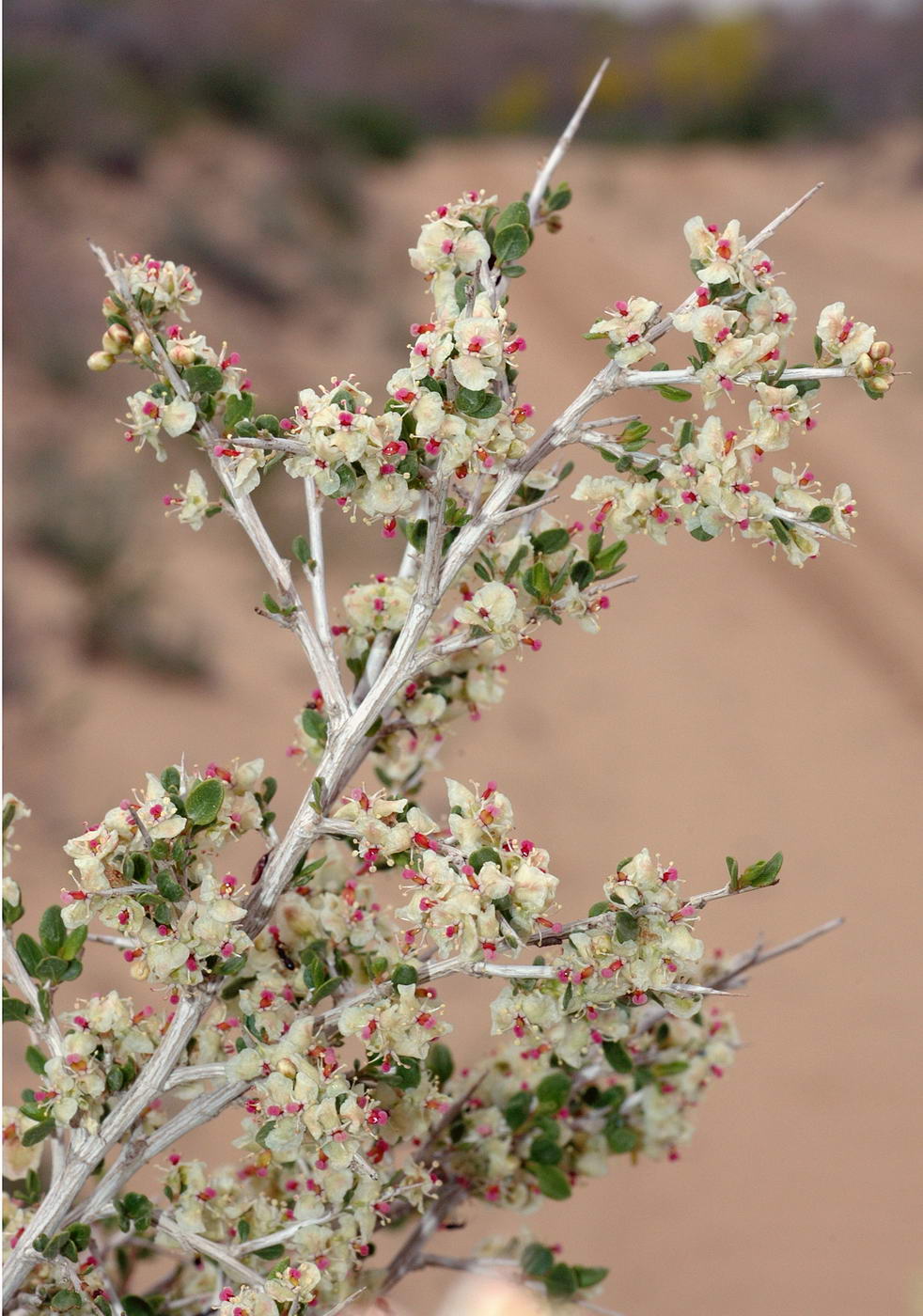 Изображение особи Atraphaxis spinosa.