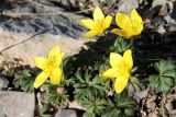 Anemone petiolulosa