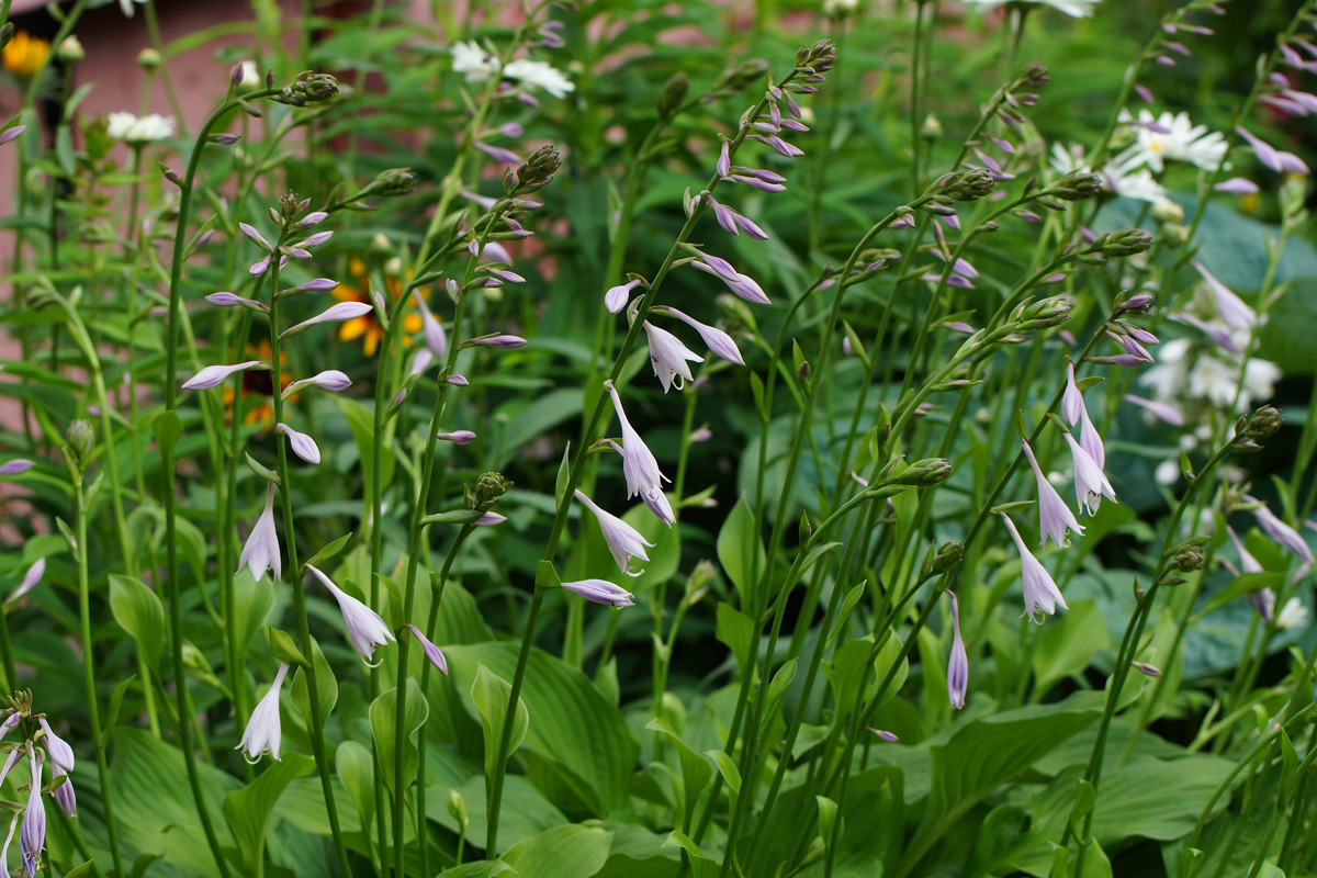 Изображение особи род Hosta.