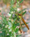 Artemisia vulgaris. Соцветия. Башкортостан, Бурзянский р-н. 12.08.2010.