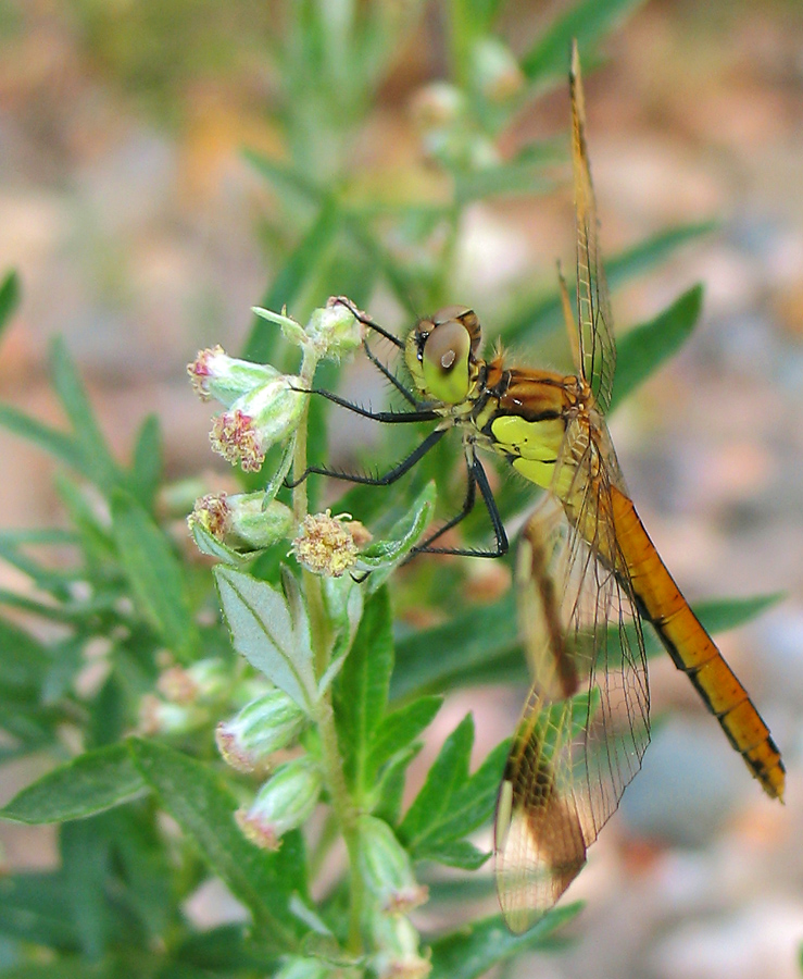 Image of Artemisia vulgaris specimen.
