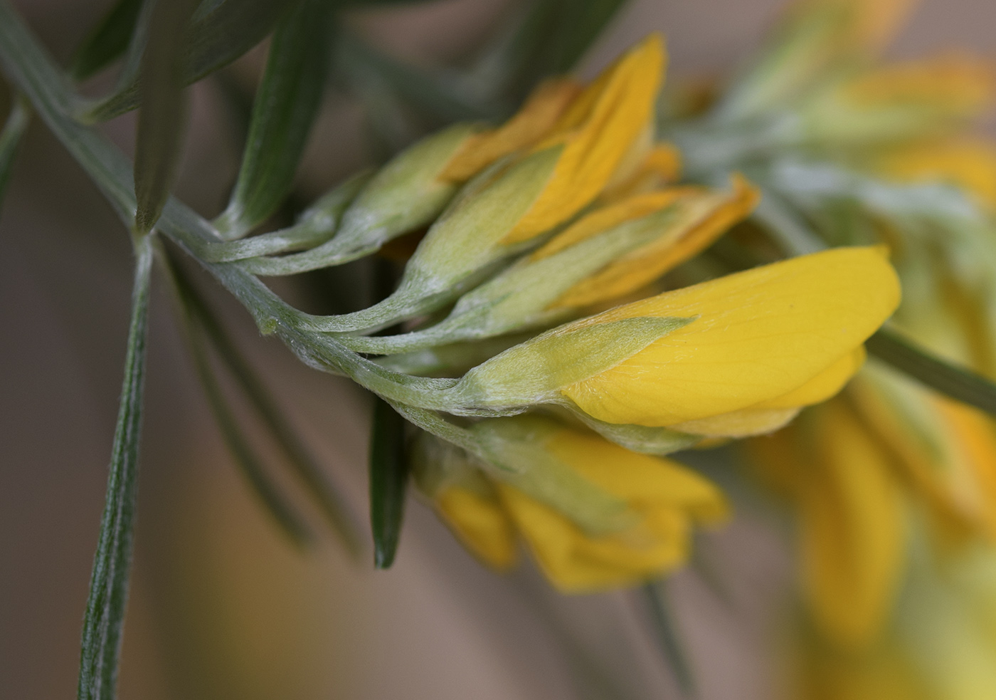 Image of Genista linifolia specimen.