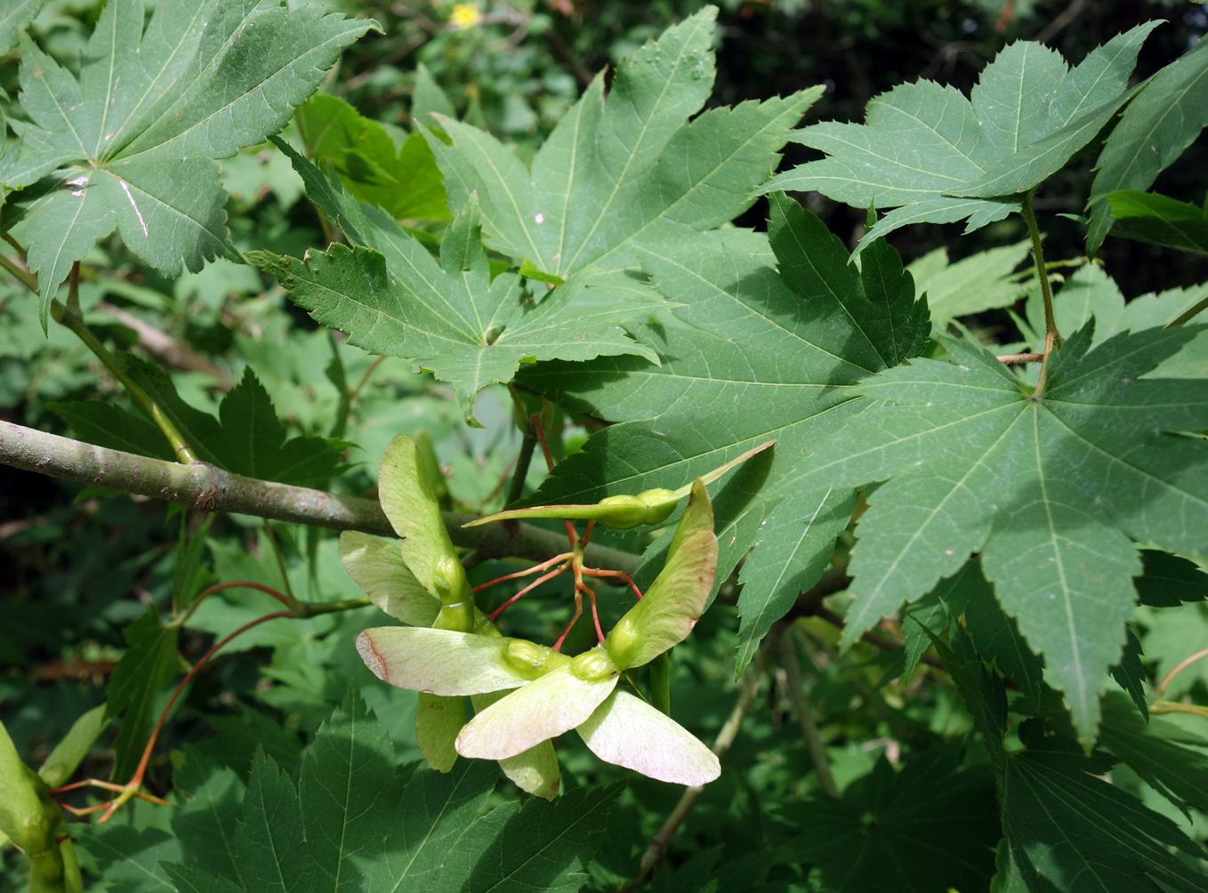 Image of Acer palmatum specimen.