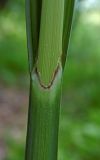 Carex pendula